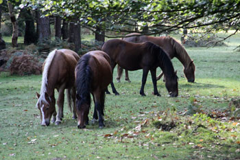 new forest national park